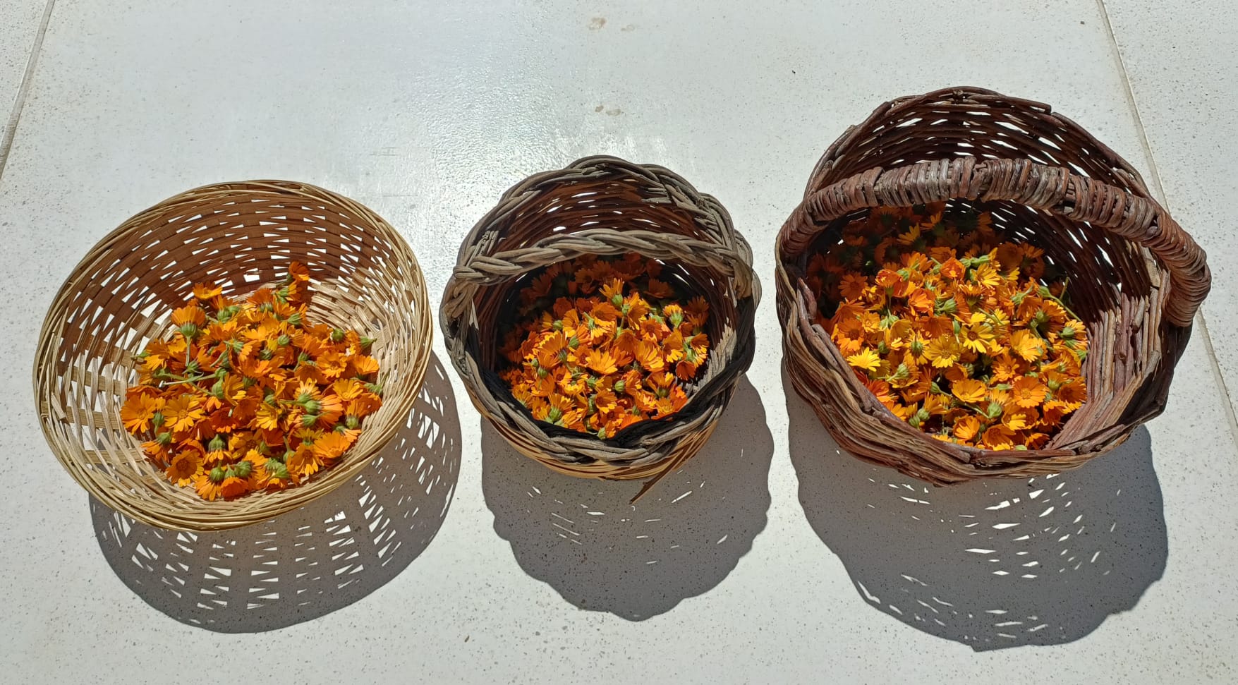 Piantum:gestAreaVerde