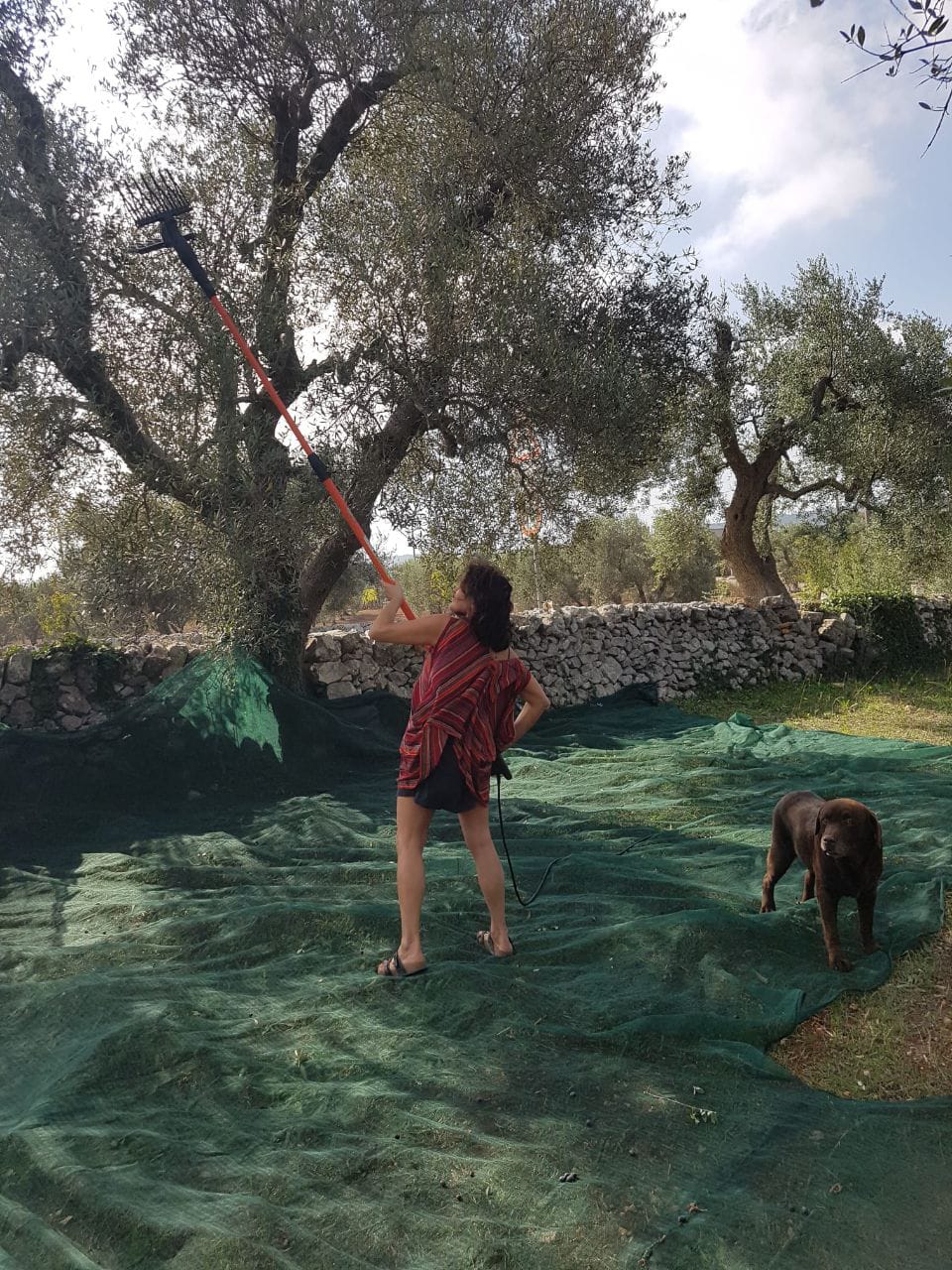 Piantum:gestAreaVerde11