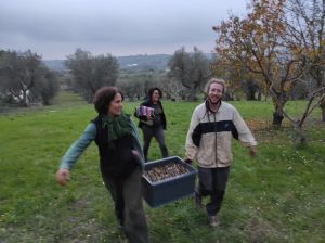 Piantum:gestAreaVerde12