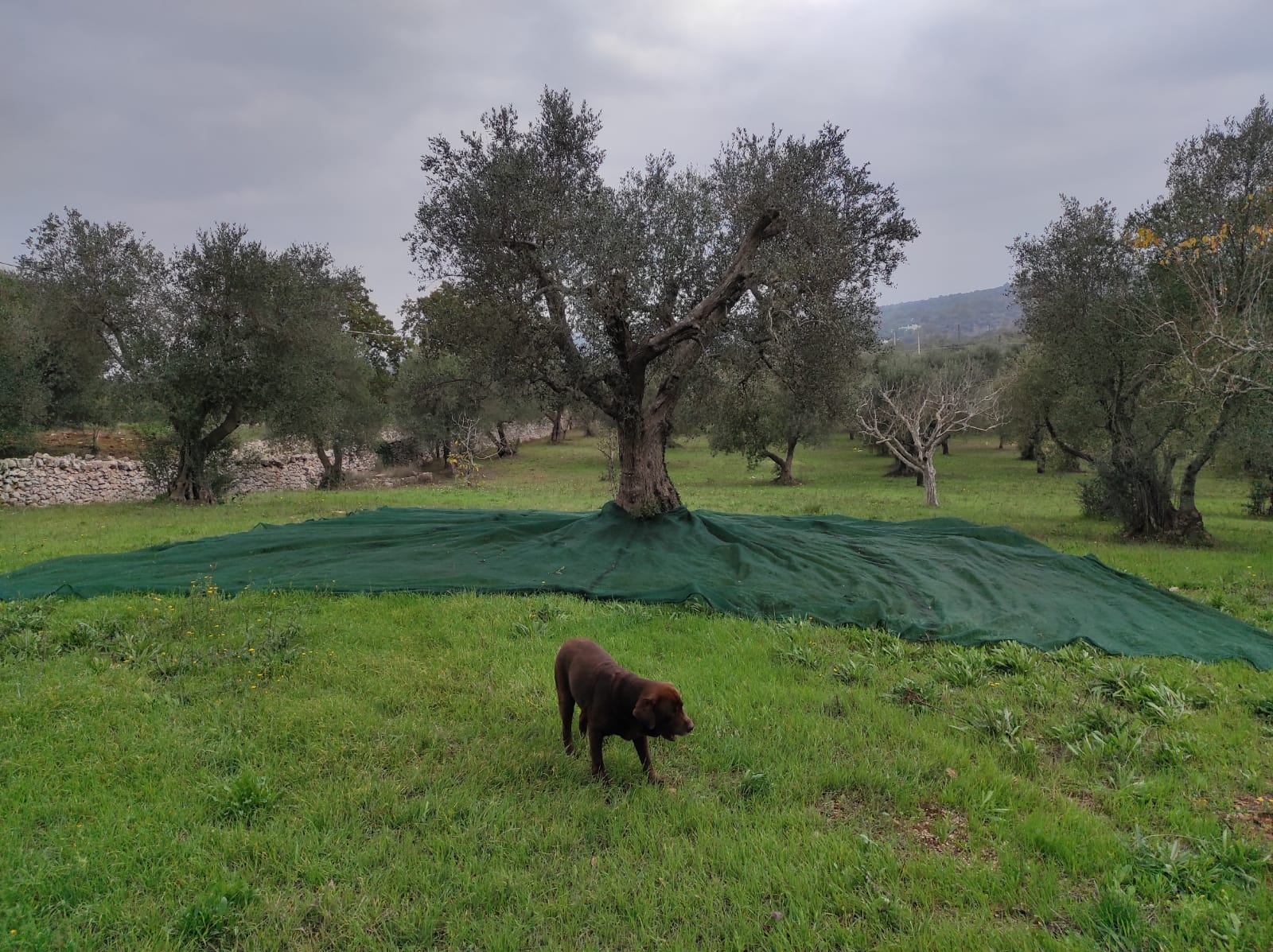 Piantum:gestAreaVerde13