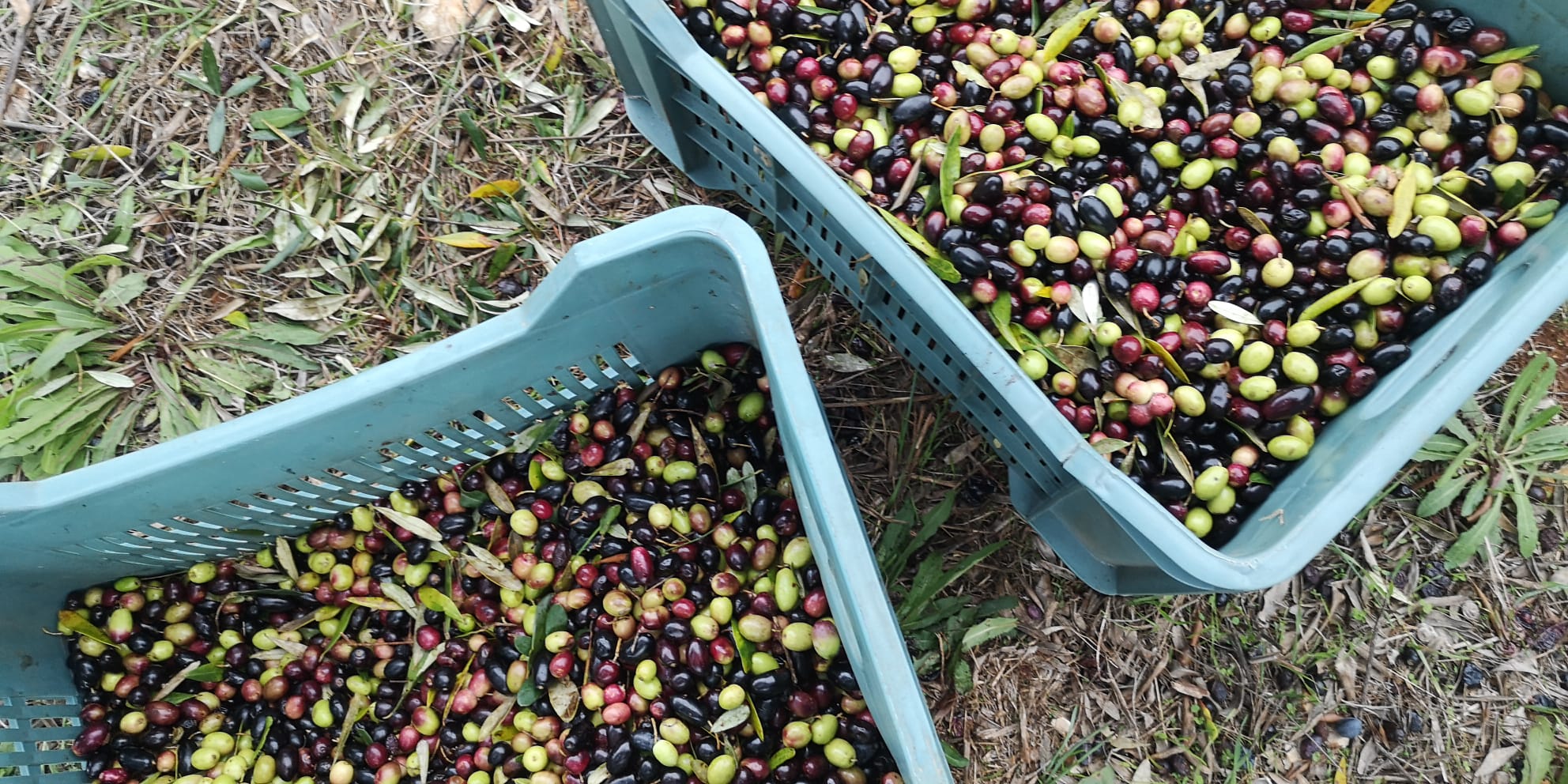 Piantum:gestAreaVerde14