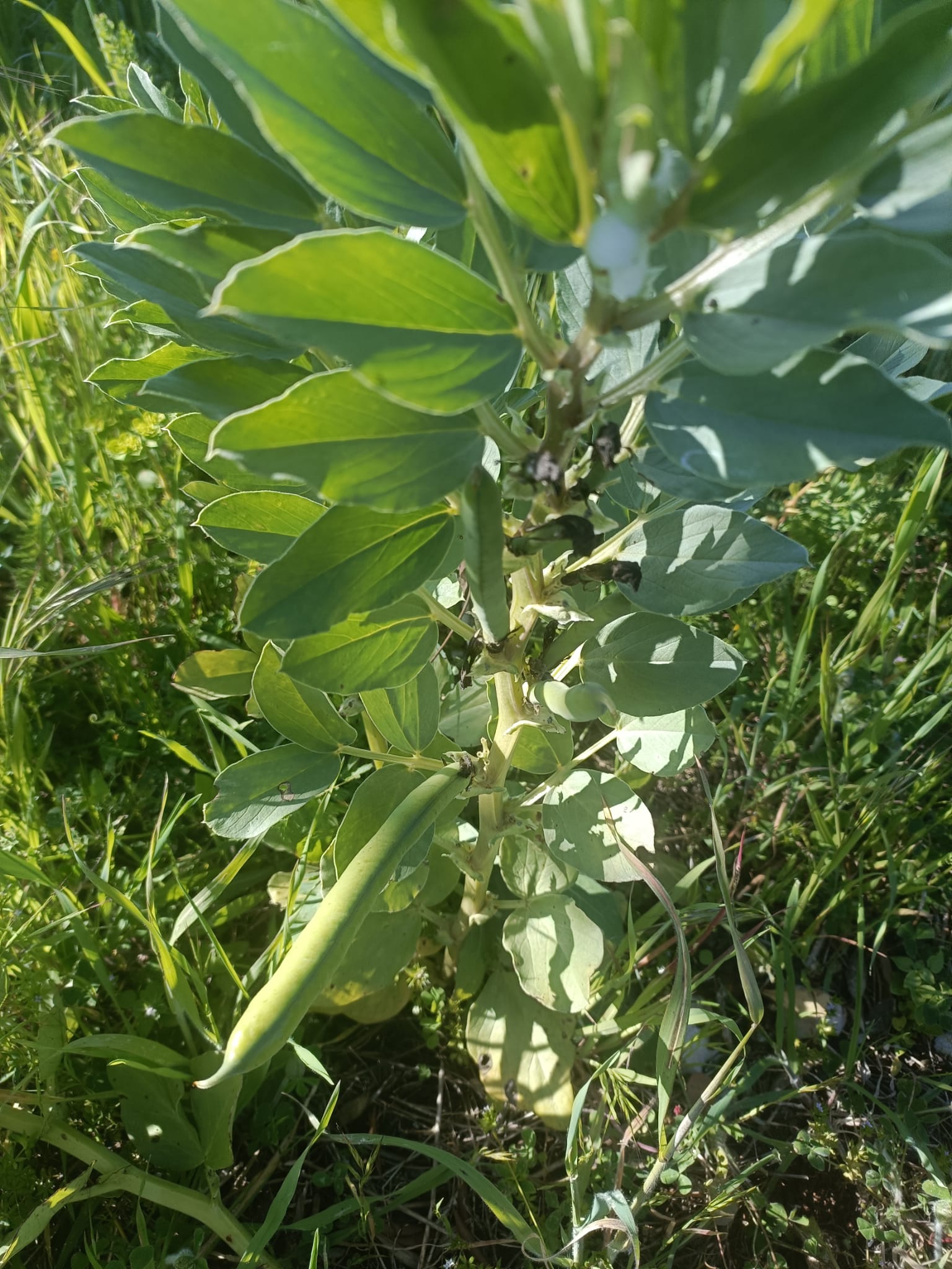 Piantum:gestAreaVerde2