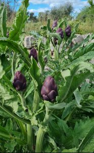 Piantum:gestAreaVerde4