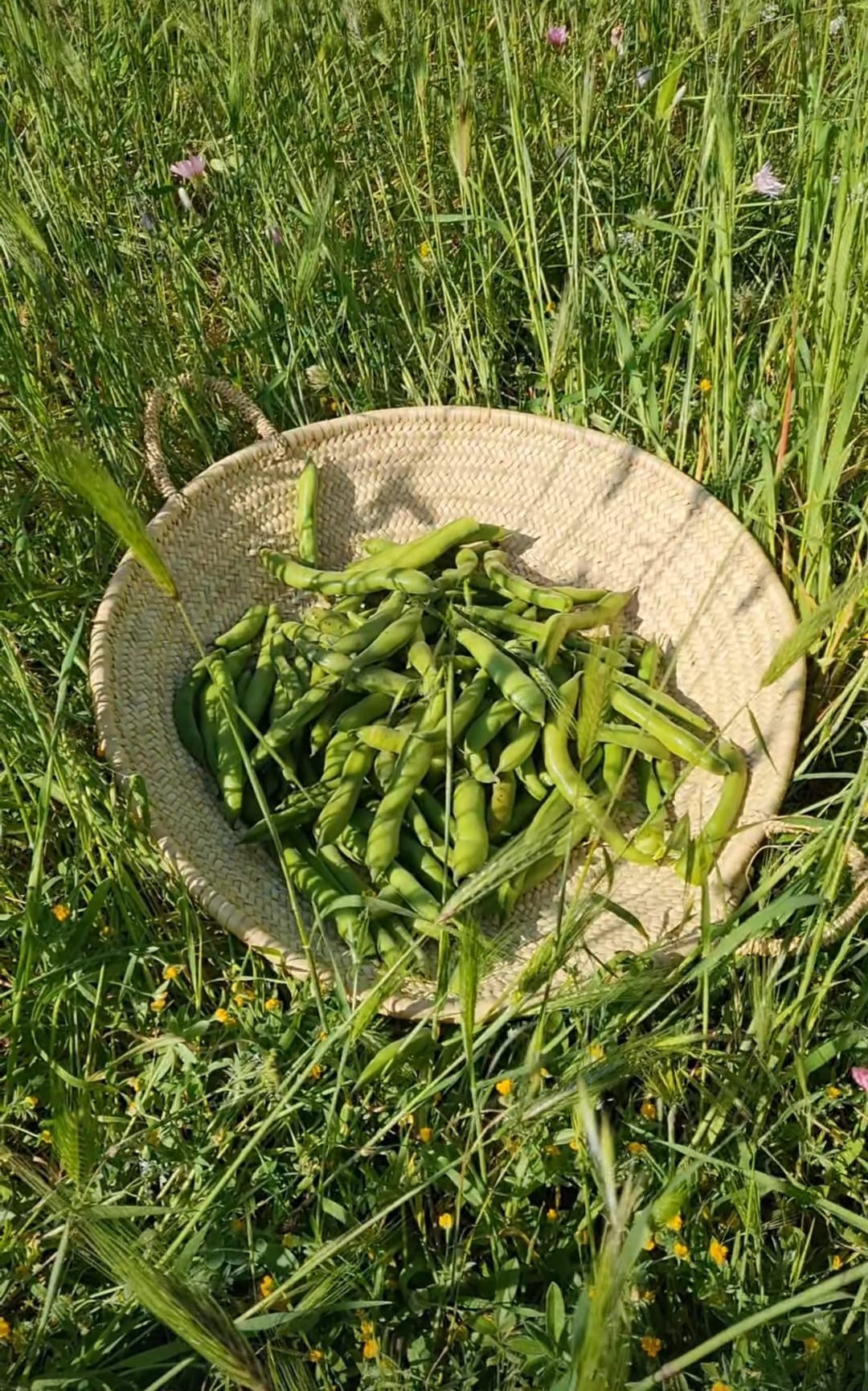 Piantum:gestAreaVerde5