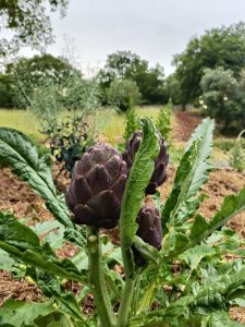 Piantum:gestAreaVerde6