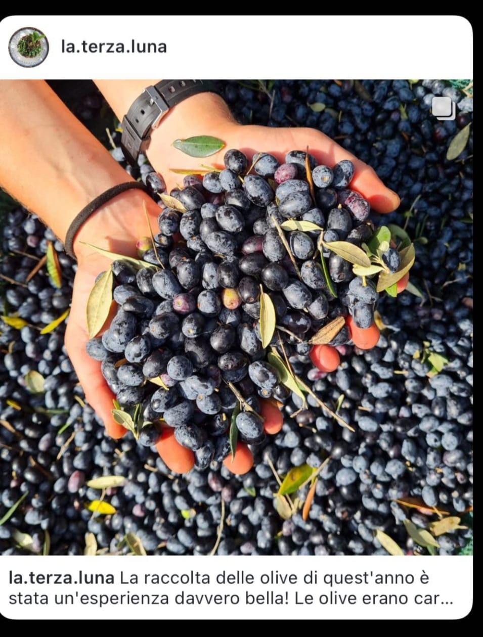 Piantum:gestAreaVerde8